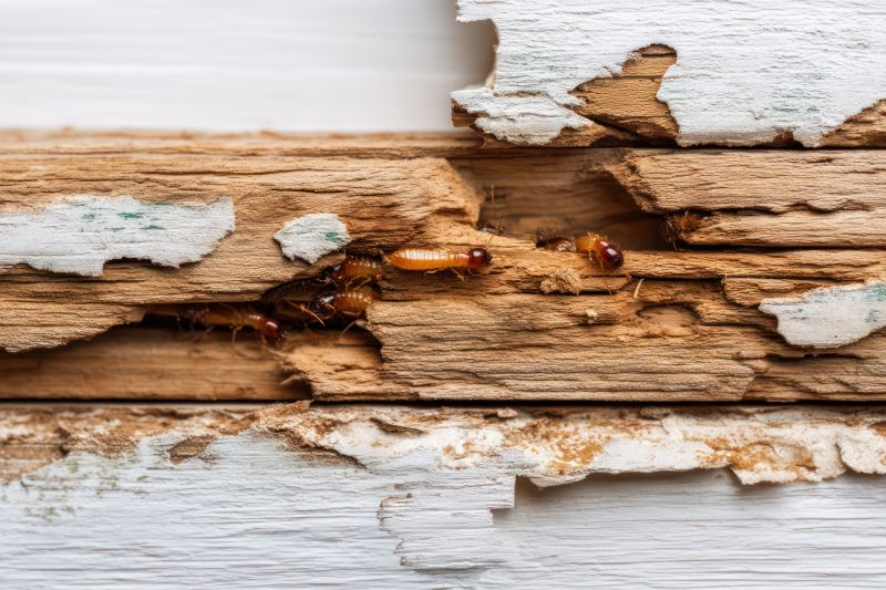 Pest Damage Repair in Conroe, TX