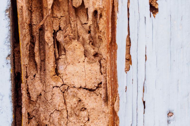 Dry Rot Repair in Boulder, CO