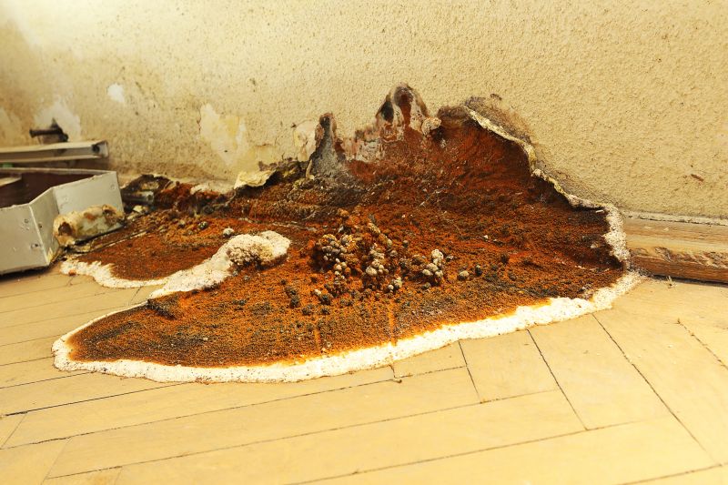 Dry Rot Repair in Conroe, TX