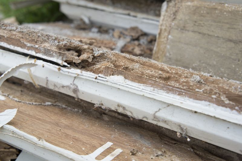 Pest Damage Repair in Indianapolis, IN