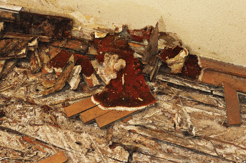 Pest Damage Repair in Roswell, GA