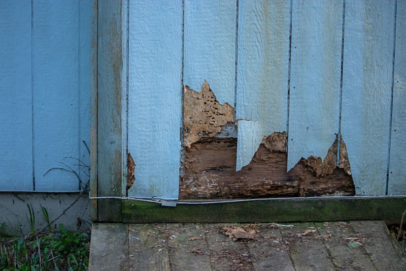 Pest Damage Repair in Conroe, TX