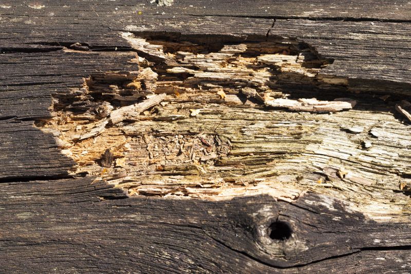 Products For Wood Decay Removals in use
