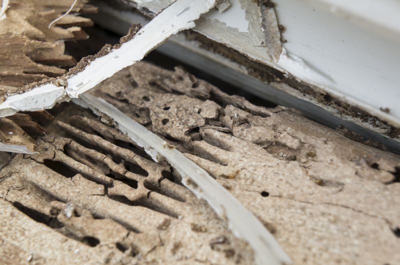 Termite Damage Repair Service in Boulder, CO