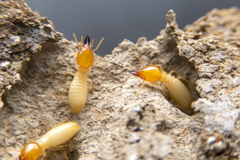 Termite Damage Repair Service in Alpharetta, GA