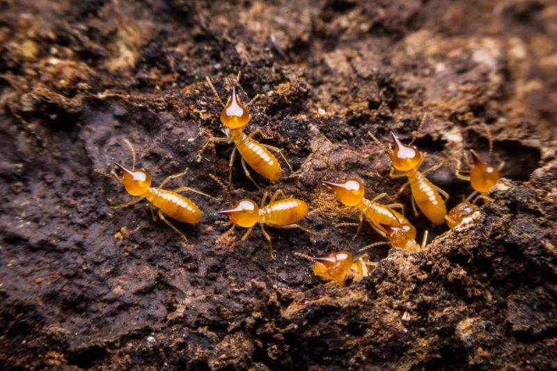 Termite Damage Repair Service in Conroe, TX
