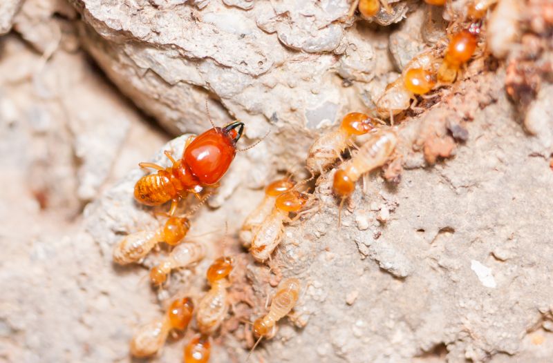 Termite Damage Restoration in Denver, CO