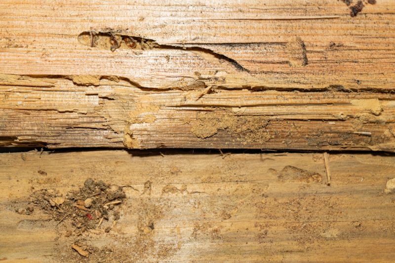 Termite Damage Restoration in Kansas City, KS