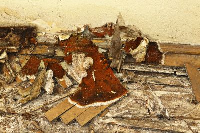 Wood Decay Removal in Boulder, CO